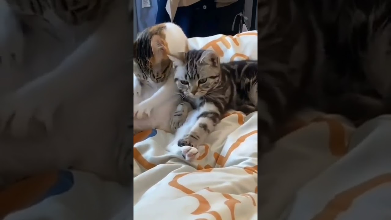 cats are awake at mid night 😴😴 for what 🐈🐈🐈 YouTube