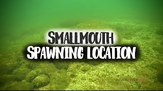 Smallmouth Bass Spawning Location