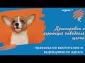 Воспитание, дрессировка и коррекция поведения щенка. Серия 7