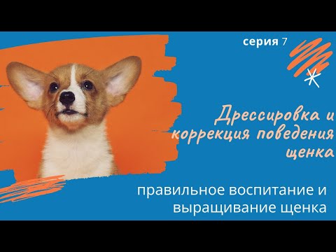 Видео: Ваш щенок: чего ожидать от 0 до 7 недель?