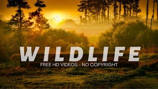 Wildlife | Nature | Animal | No Copyright Video | Free Video | No Copyright Music