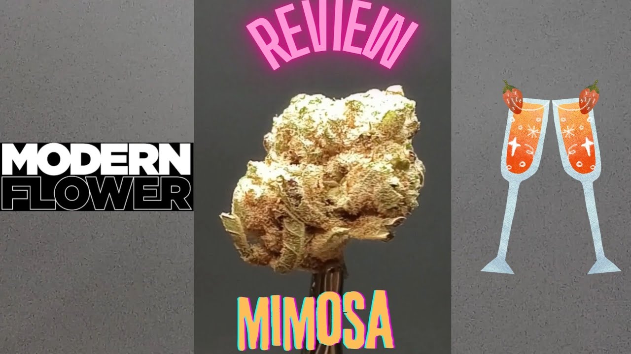 Modern Flower Mimosa Flower Review