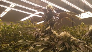 3 Different Mac Strains Wk 5 Flower Mars Hydro CUP