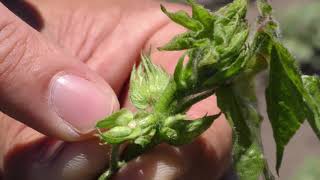 Distinguishing between vegetative and fruiting branches in young crops
Not all branches are created equal. When it comes to using fruit retentions when making early season pest management decisions, it is essential to be able to tell whether the fruit has been shed or was never actually there in the first place.
CottonInfo IPM specialist Paul Grundy explains how to easily distinguish between vegetative and fruiting branches in young plants. Distinguishing between vegetative and fruiting branches in young crops