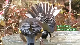 シジュウカラ、戻ってきたカワラヒワを早速威嚇する！笑（2023/10/26 #野鳥）