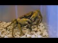 オオカクレイワガニがクロベンケイガニに襲いかかって食うシーンをまた撮った