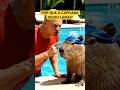 Por que essa Capivara jogou LAMA na piscina? 😱