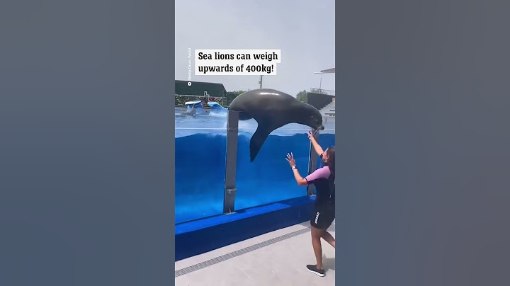 Sea lion almost crushes trainer during show