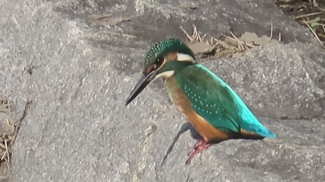カワセミ_196_癒し_新横浜公園_Kingfisher_4K - YouTube