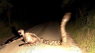5 Videos of Reptilians Captured in REAL Life News