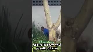 South Africa: Thieves Steal Pipes for Quick Cash! #shorts