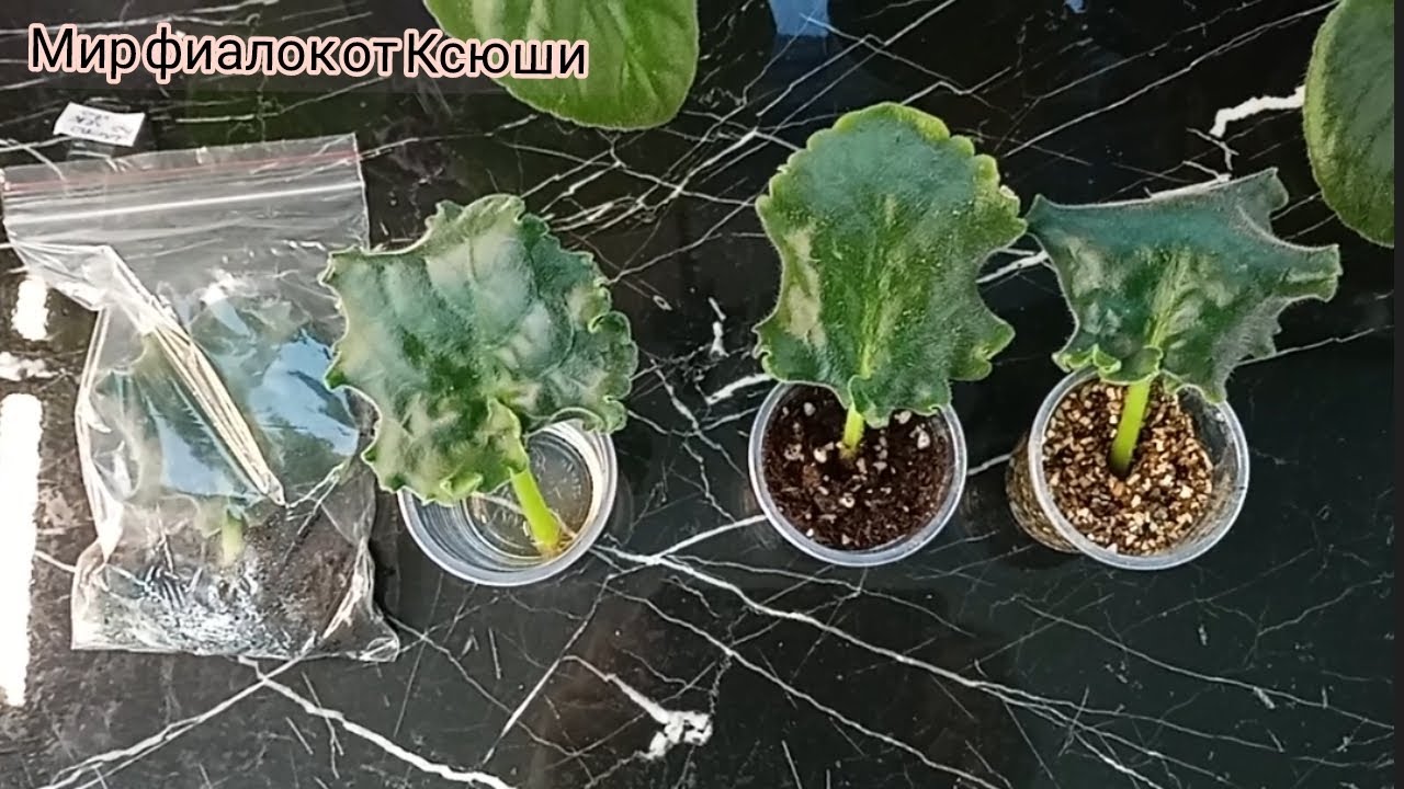 Эксперимент.  Результаты укоренения: какой способ самый быстрый