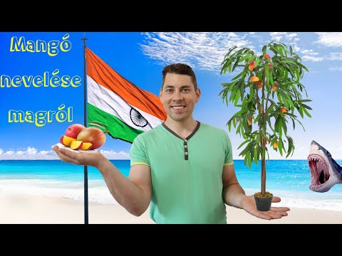 Videó: Hogyan érett egy mangó: 9 lépés (képekkel)