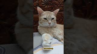 #funny #catvideos #pets #funnypets #voiceover #comedy #petlover #funnyanimals #cute #trending #cat