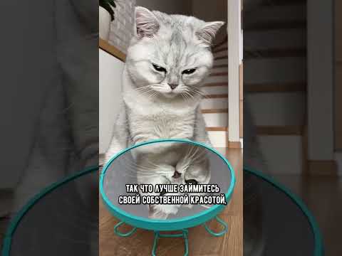 Что категорически нельзя делать котику #shorts #кот #кошка