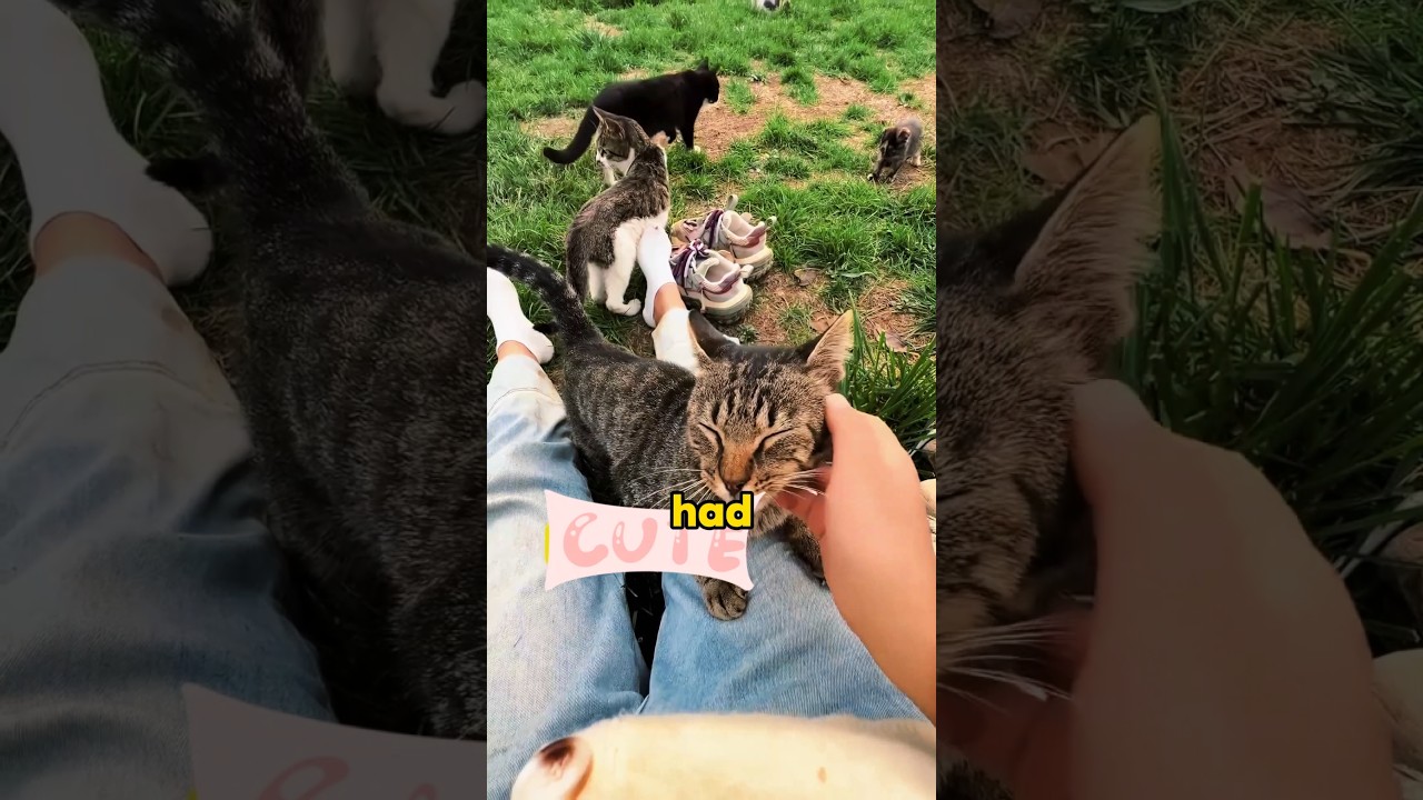 Help the stray cats in the yard find new homes.