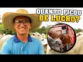 Resultado das vacas que enviei pro frigorífico!!!