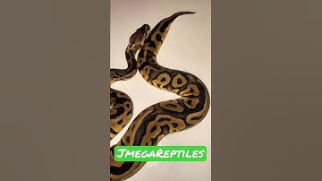 Ball Python Update Leopard Pastel 100% Het Clown.  🐍 🔥🐍  #nfs