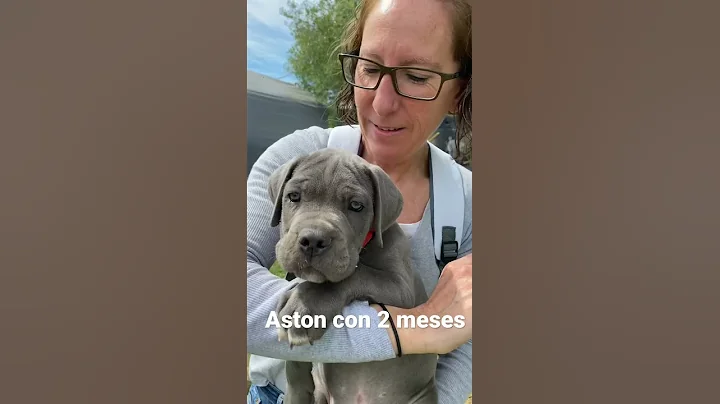 El dia que Eva Tik tok se llevo su CANE CORSO