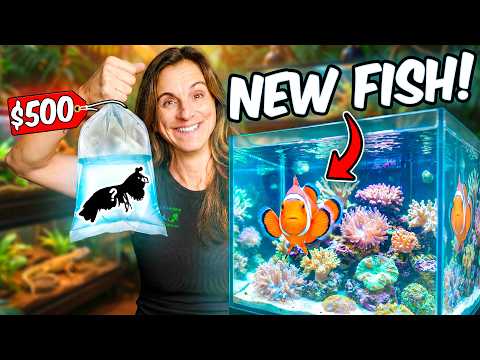 Reacting to NEW FISH For Our Public Aquarium!
