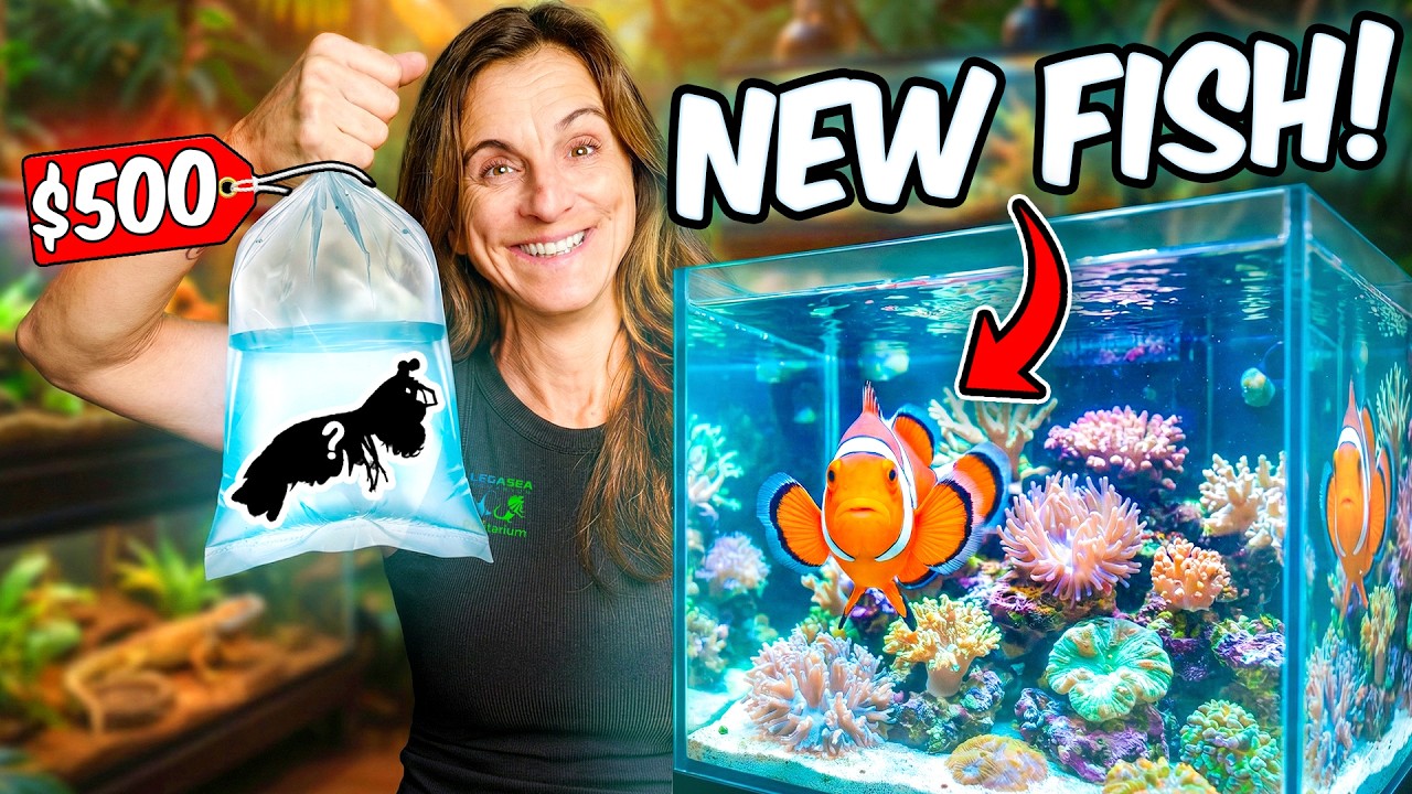 Reacting to NEW FISH For Our Public Aquarium!