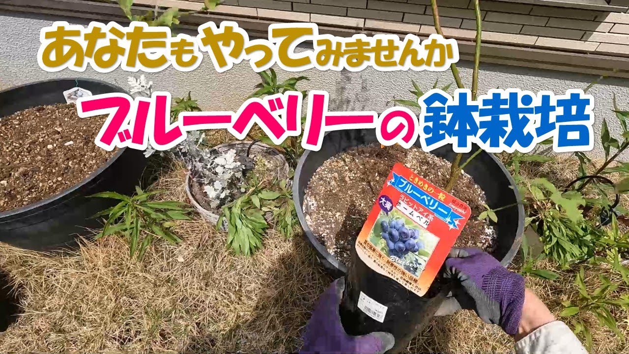 ブルーベリー10年生。かなり大きくなりました。 ブルーベリー10年生。かなり大きくなりました。