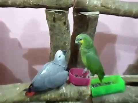 African Grey and Amazon Parrots playing African Grey and Amazon Parrots playing