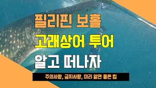 필리핀 보홀 고래상어 투어 하기 전 꼭 알아야 할 7가지