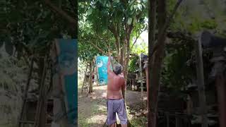 Nag pruning si Lolo ng Lanzones Tree ytshorts shorts  Lanzonestreepruning