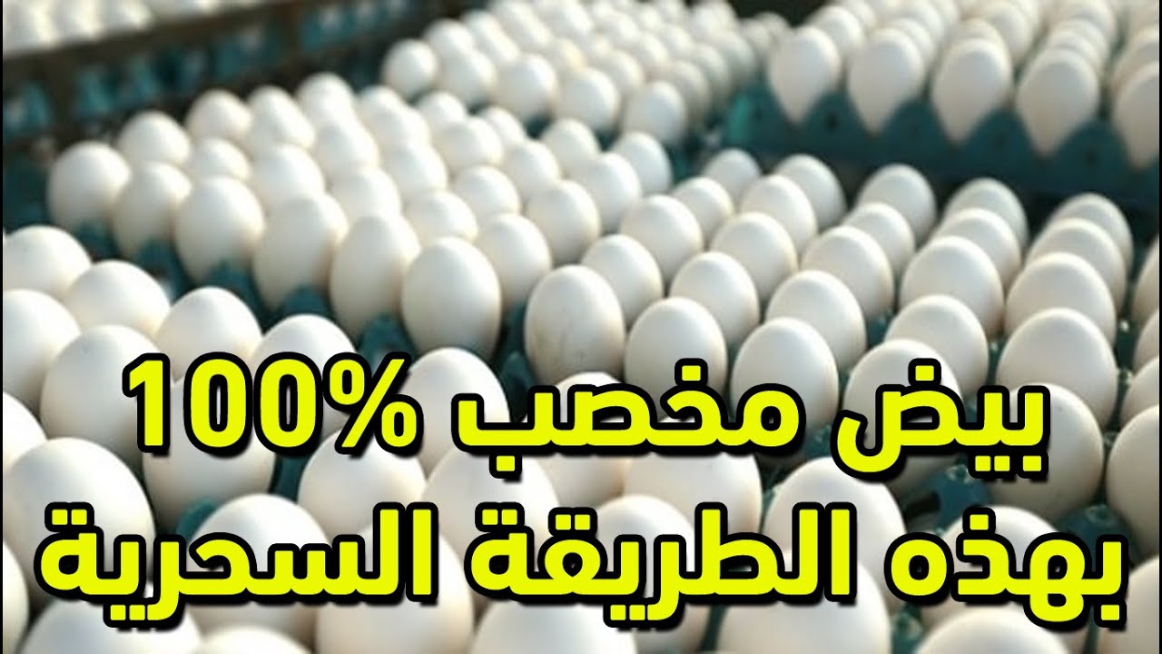 رفع نسبة خصوبة الدجاج إلى 100% طريقة مجربة ومضمونة هتخلي نسبة خصوبة البيض عالية لازم تجربها مش هتندم