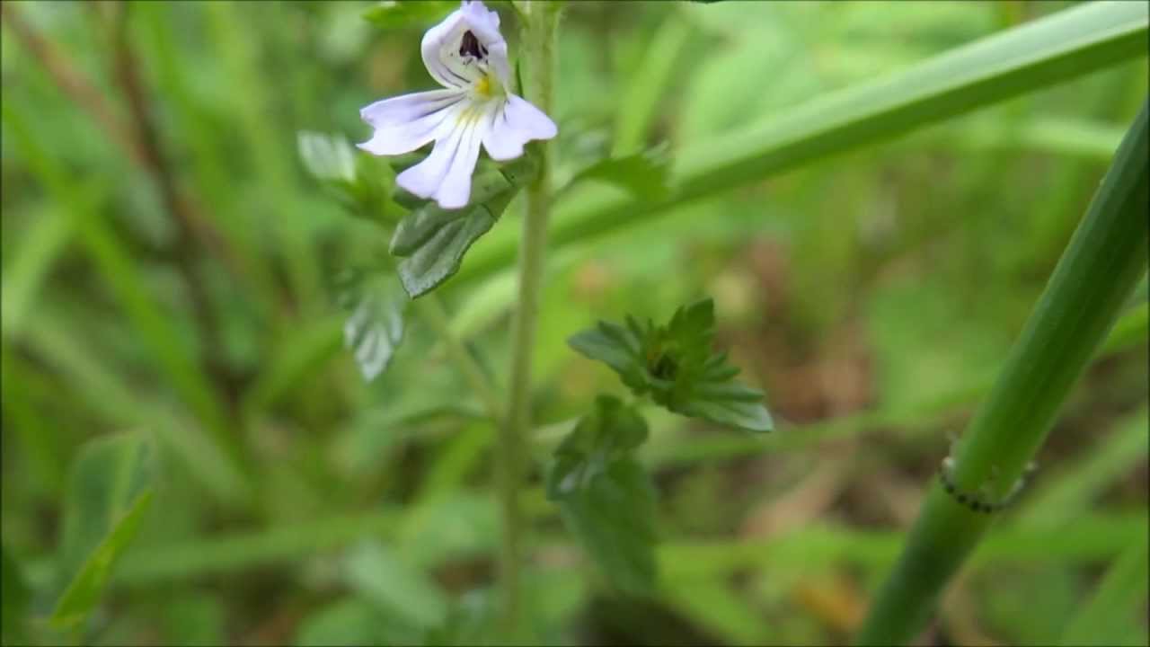 Drug eyebright (Euphrasia stricta) - 2013-06-23