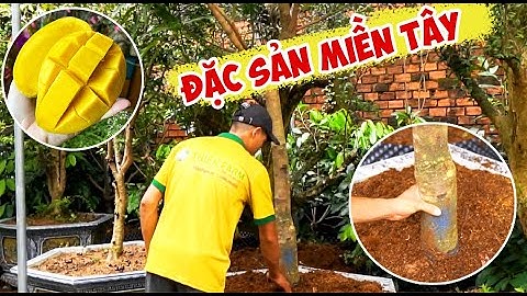Cây Xoài Cát Hoà Lộc nổi tiếng Miền Tây, cây đã cho trái | 0889 060600