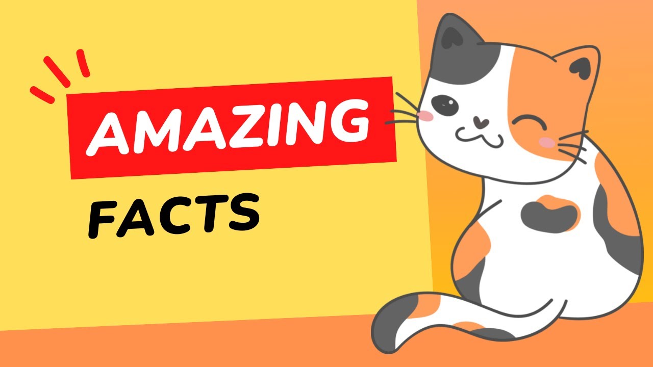 10 Fascinating Facts About Calico Cats