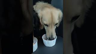 Annie &. Denver enjoying their pup cups. #doxielife #doxies #cutedogs #doglife #pupcup #shorts