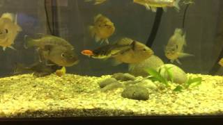 Saber tooth barracuda feeding