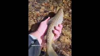Beautiful Delatite brown trout these fish have the best genetics