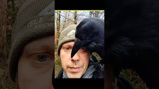 The Hidden Science Behind Black Crows 😱
