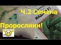 ч.2 1мая. Проращиваем семена огурцов дома,огород на балконе,огурцы на балконе,подоконнике.