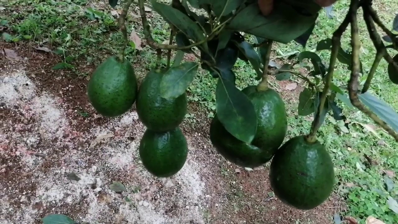 frotis agricultores Alarmante aguacate de puerto rico Pascua de