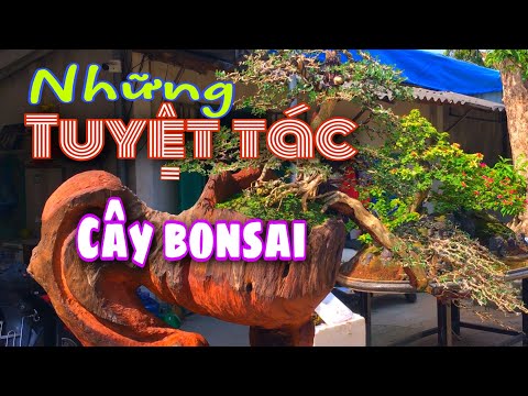 Những cây bonsai đẳng cấp nhất/ Bon HTD