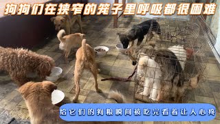 The dogs rescued by the dog meat truck are very wellbehaved and sensible