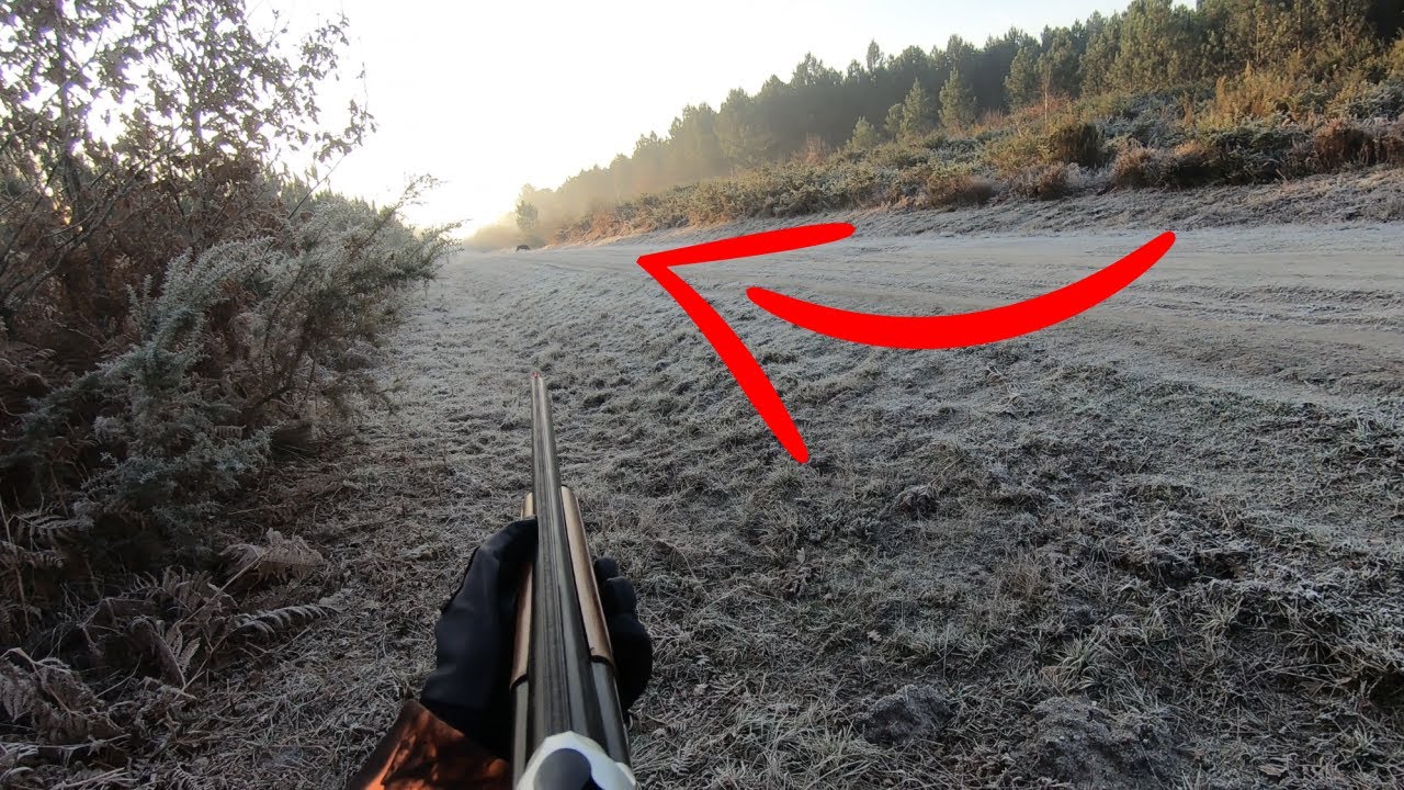 TIR D'UN GROS SANGLIER AU CALIBRE 20 | MRC33 