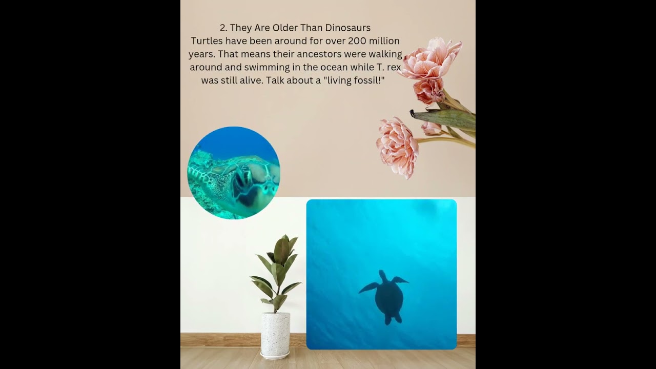 Fun facts about turtles!