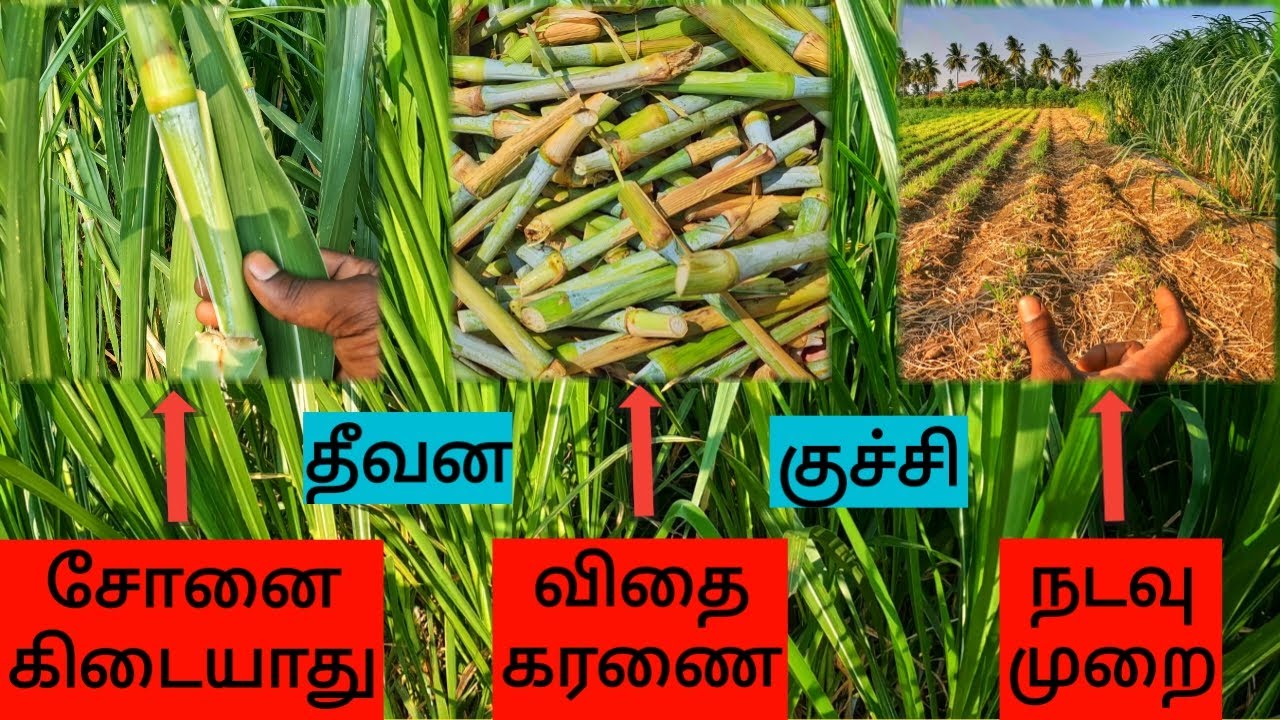 அமோக விளைச்சல் எடுக்க இந்த முறையைப் பயன்படுத்தவும்🌿 | NG