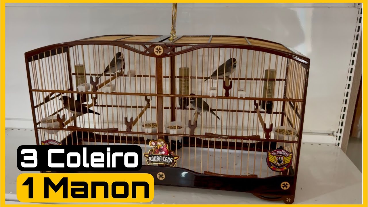 SUBMISSÃO COM MANON E COLEIRO PAPA-CAPIM