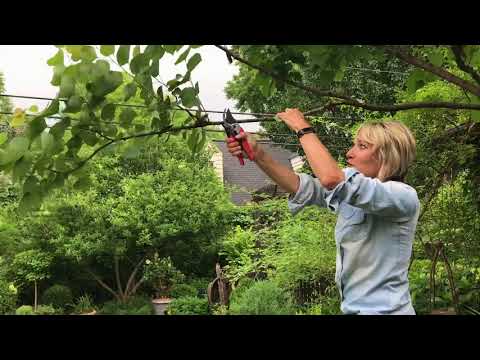 וִידֵאוֹ: Pruning A Redbud Tree - למד מתי וכיצד לגזום עצי Redbud