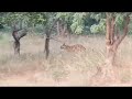 Galloping tigernature wildlife trending trendingshorts youtubeshorts