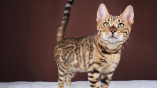 Bengal brown male , 6 month  DOB : Nov012023 ( Zoel & Pinky )