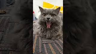 💥 “This Cat’s Attitude is Next Level 😼 # nature #youtubeshorts #short