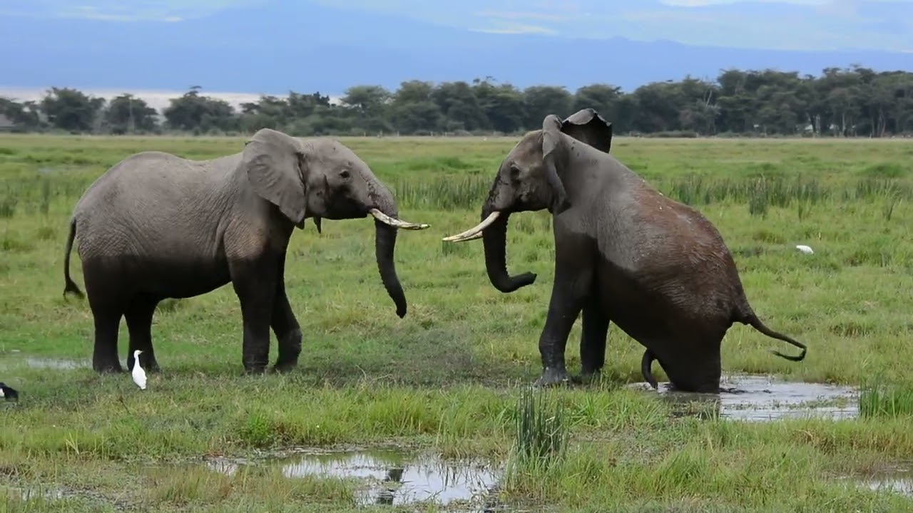Teenage Elephants Play Fighting 